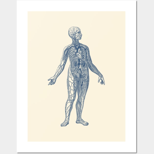 Human Vascular System Diagram Wall Art by Vintage Anatomy Prints